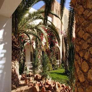 Sun Palm — Douz — photo 5